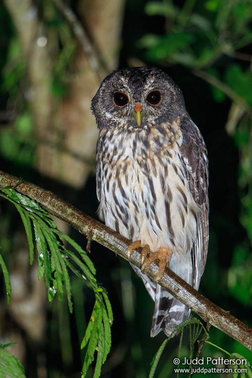 Mottled Owl, Belize